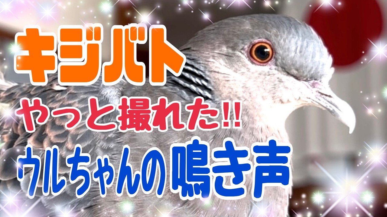 初公開‼キジバトのウルちゃんの鳴き声と羽パンチ‼久々のリュルちゃん♪アオバトのフウちゃん♪マワル君♪ 2026/3/30撮影 KUPPI the Crow ※概要欄見てね