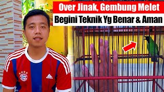 Download lagu Cara Mengatasi Burung Cucak Ijo Over Jinak || Terapi Cucak Ijo Over Jinak mp3
