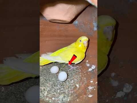 Mini parrot ko Kia hoa #youtubeshorts