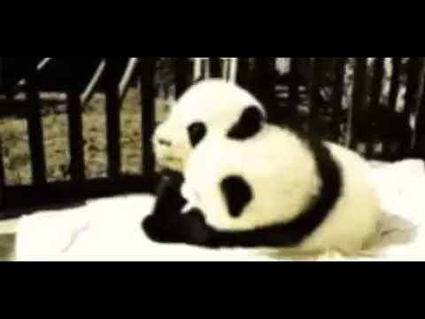 Hugging Panda Gif