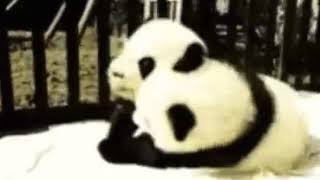 Cute panda gif