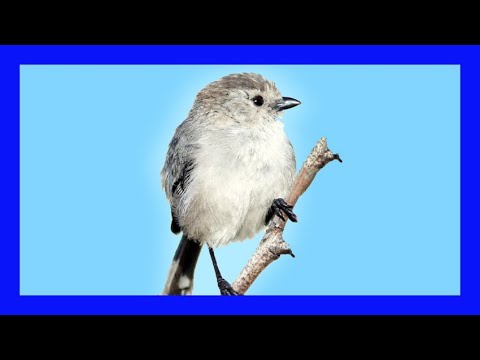 Mlynárka lesná (Psaltriparus minimus) — spev a hlas v prírode