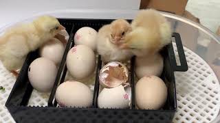 GOOD MOTHER Egg Incubator 9-12 Eggs [Fahrenheit] Mini Fully Automatic Incubator