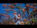 From Tree To Table Making Homemade Persimmon Treats