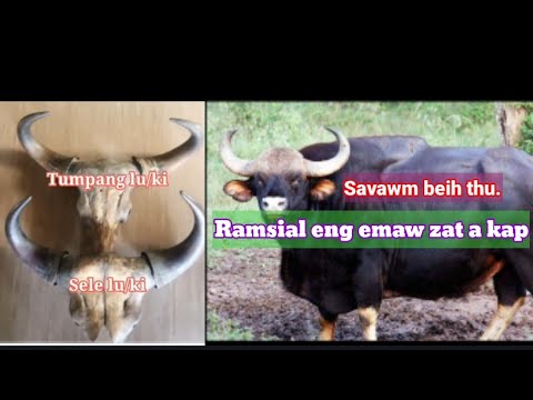 Sele leh Tumpang  danglam dan: Ramlaitui khaw mi Pu Darmawia tawn hriatte. Chhuah 2-na