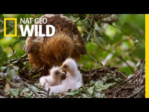 Sibling Rivalry to the Death | River Fox