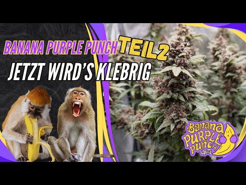 Banana Purple Punch Auto | Fast Buds | Tag49- Harvest