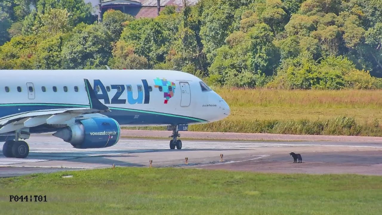 Cachorro na pista, muito próximo da Aeronave da Azul + Bird Strike