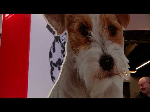 IDS Pistoia e Arezzo - Highlights