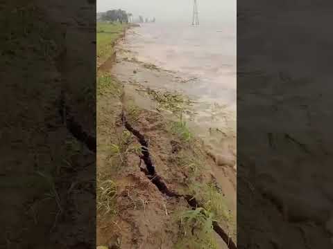 𝗟𝗔𝗠𝗕𝗔𝗬𝗘𝗤𝗨𝗘 𝗘𝗡 𝗔𝗟𝗘𝗥𝗧𝗔: 𝗗𝗘𝗦𝗕𝗢𝗥𝗗𝗘𝗦 𝗗𝗘𝗟 𝗥𝗜́𝗢 𝗟𝗔 𝗟𝗘𝗖𝗛𝗘 𝗔𝗥𝗥𝗔𝗦𝗔𝗡 𝗖𝗨𝗟𝗧𝗜𝗩𝗢𝗦 𝗘𝗡 𝗠𝗢́𝗥𝗥𝗢𝗣𝗘