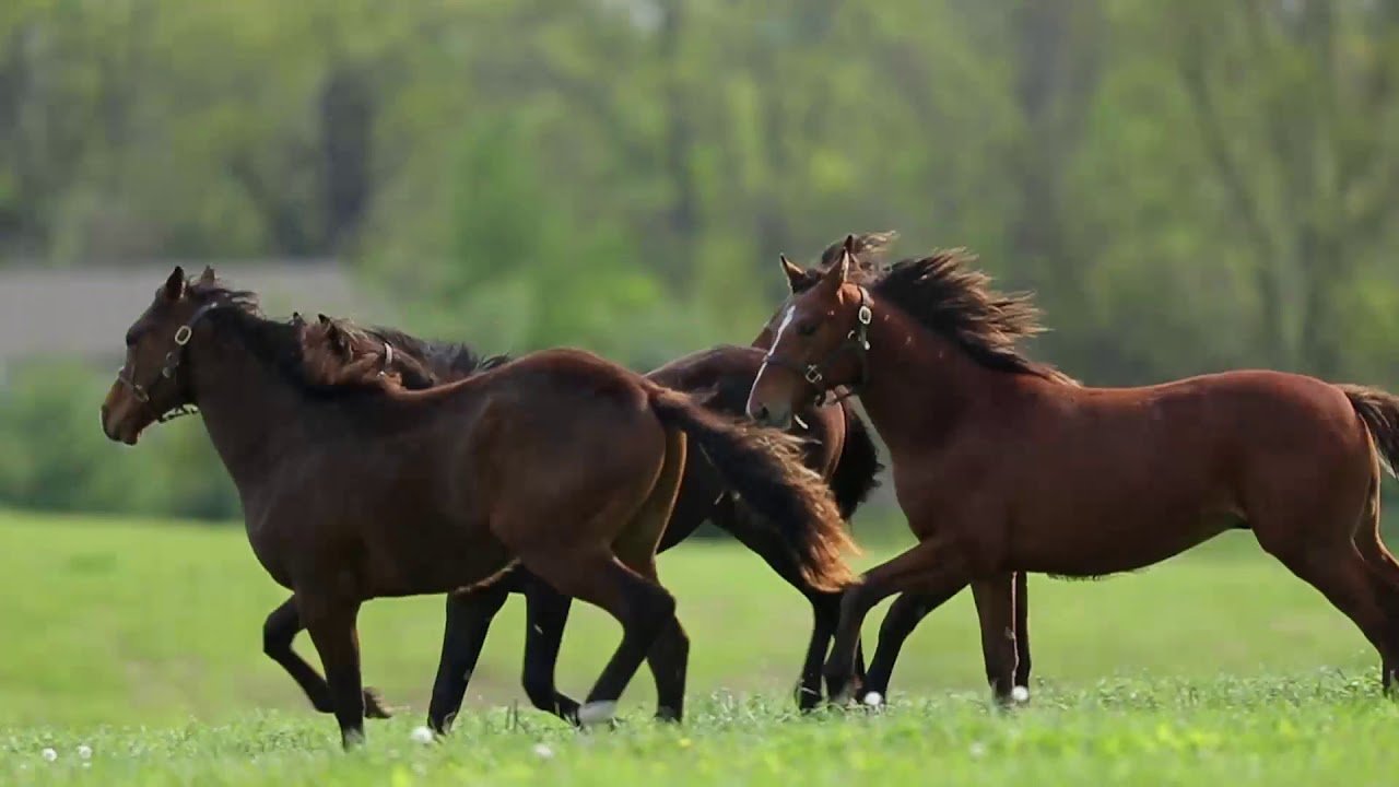 American Pharaoh 2015 Breeders Cup Classic Win