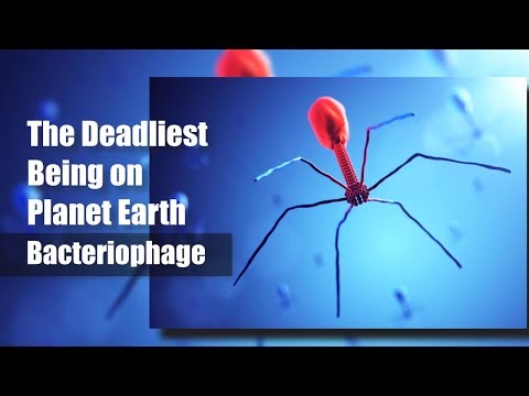 Deadliest Being On Planet Earth – The Bacteriophage