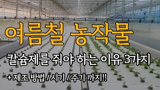 여름철(장마,고온기) 칼슘제를 만들어 시비해줘야 하는 이유 3가지!!