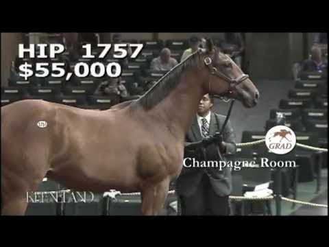 CHAMPAGNE ROOM as a Keeneland September Yearling