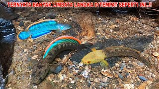 Download lagu GEMETAARR..!! THIS IS THE FIRST TIME I HAVE CAUGHT A LIMBATA LIKE THIS || Fishing for Channa Limb... mp3 Download lagu GEMETAARR..!! THIS IS THE FIRST TIME I HAVE CAUGHT A LIMBATA LIKE THIS || Fishing for Channa Limb... mp3
