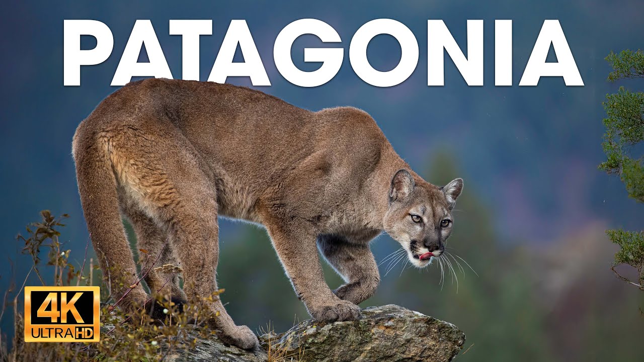 PATAGONIA - El Último Ecosistema Salvaje de la Tierra | Documentales completos