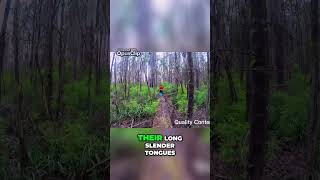 Download lagu Bogong Moth: Mountain Pygmy Possum mp3