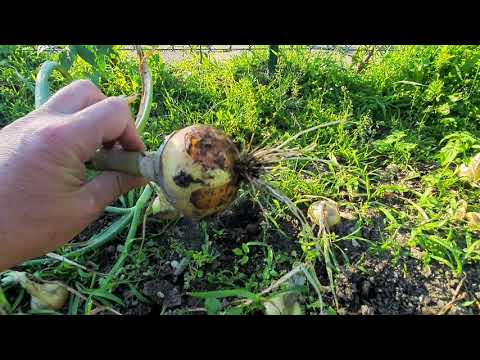 Zbiór cebuli  - jak to prawidłowo zrobić!