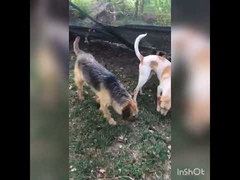 Video di AARON