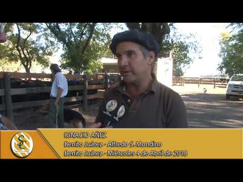 04-04-18 Nota Ignacio Añez - Alfredo S. Mondino "Rusticos del destete" - Benito Juarez