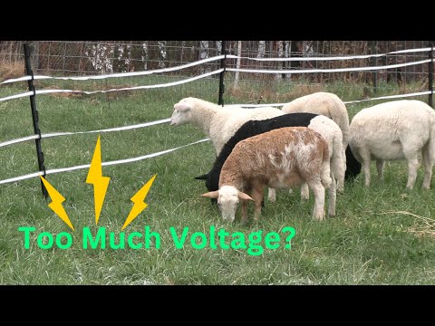 Is Our Electric Fence Too Hot? │ Training Sheep and Goats to Electric Fence Rotational Grazing Goats