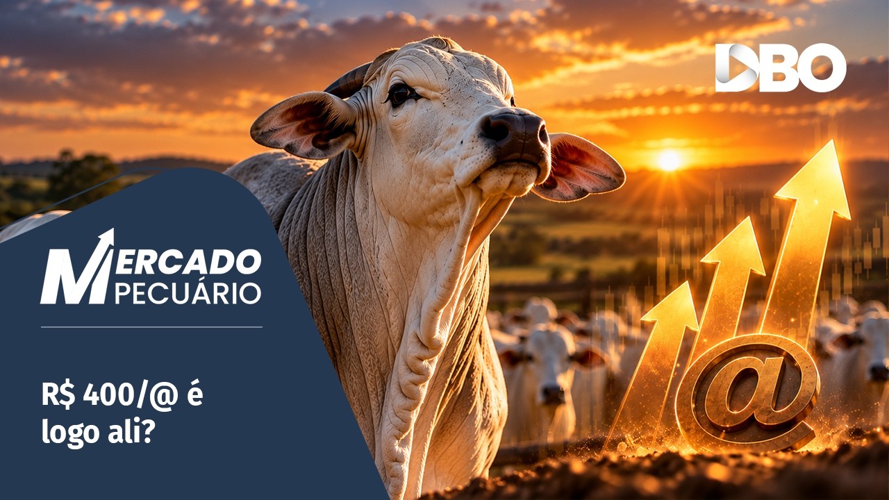 Pecuaristas seguram boi gordo na expectativa de R$ 400/@