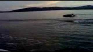 Lough Swilly Dolphins