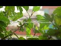 Oodha Oodha Poo Song Whatsapp Status Tamil Thalapathy Vijay 90s Hits Status Suyambu Edits