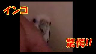 インコのそら驚愕!!ミニオンが・・・⁉