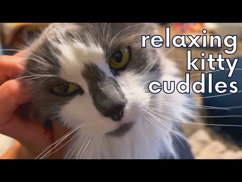 ASMR Cat Cuddles | Purring, Scratching, Meowing