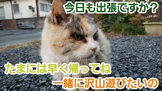鳥取県鳥取市からの出張を終えて帰宅すると野良猫が鳴いて話し掛けるようにお疲れさまと癒してくれたのはこちらです
