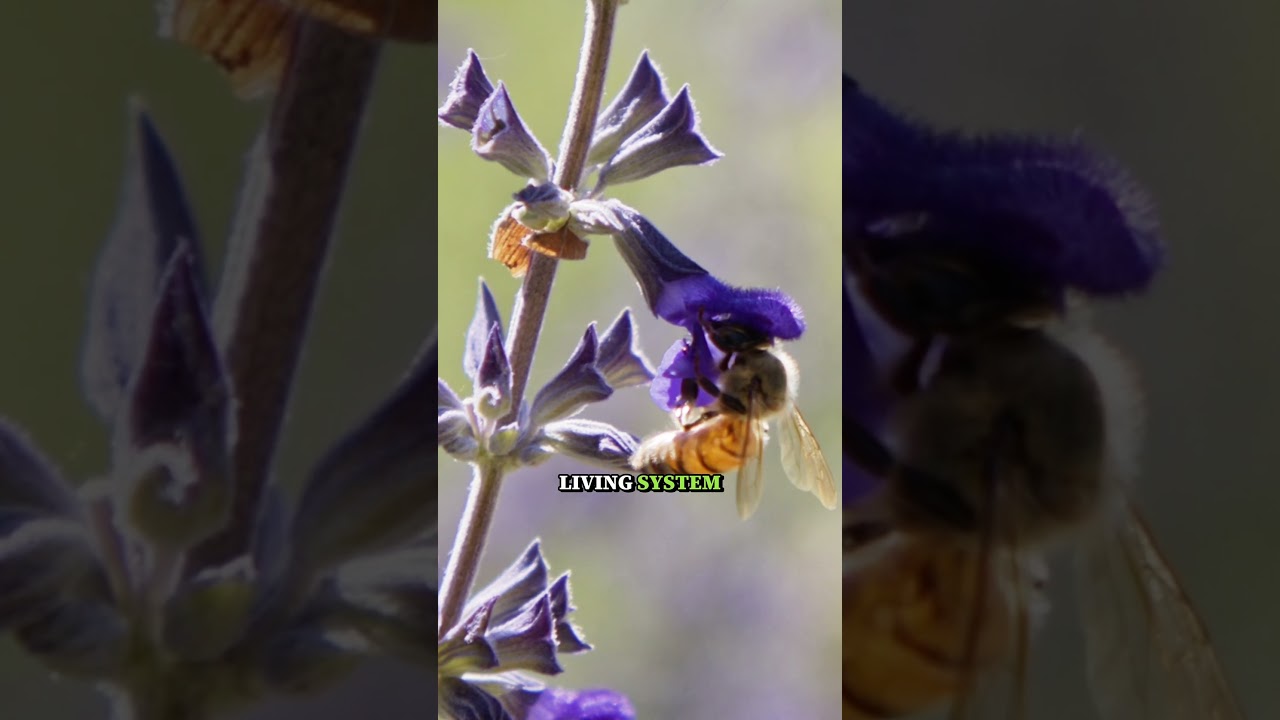 Why Bees Matter to Farming