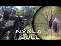 Chasing Shadows Nyala Bull Hunting In The Thickets Of South Africa