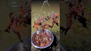Download lagu Cara Mancing Lobster air tawar #mancing #fishing #mancingmania mp3
