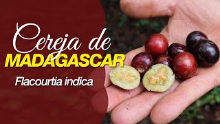 Miniatura do vídeo