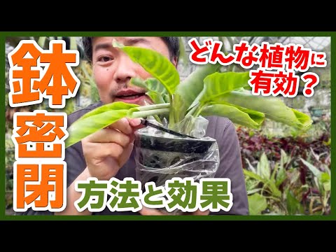 園芸 役員の羽毛、パキスタキス イエロー