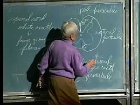 Integrative Biology 131 - Lecture 27: Sensory and Motor... - YouTube