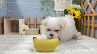 マルチーズの動画01