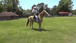 Cody Video for HorseClicks