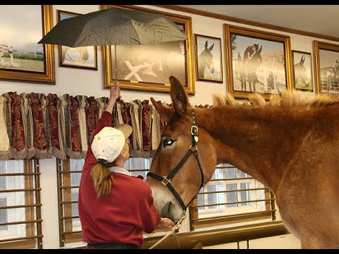 LTR Training Tip #13: Desensitization