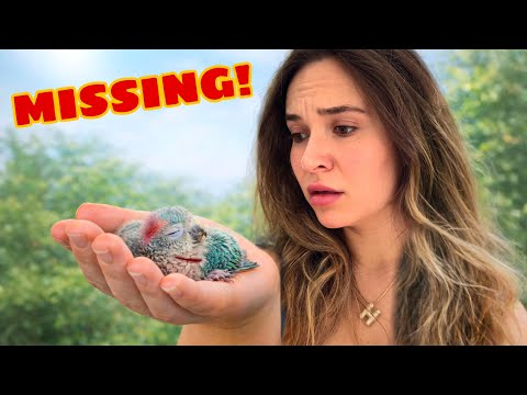 MY BIRD VANISHED OVERNIGHT…