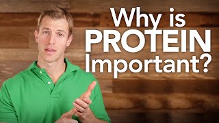 Why Is Protein Important?