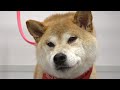 Performing An Exorcism Or Bathing A Shiba Inu