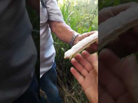 Sítio em Machados PE