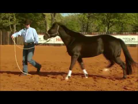 Circle Driving with Clinton Anderson