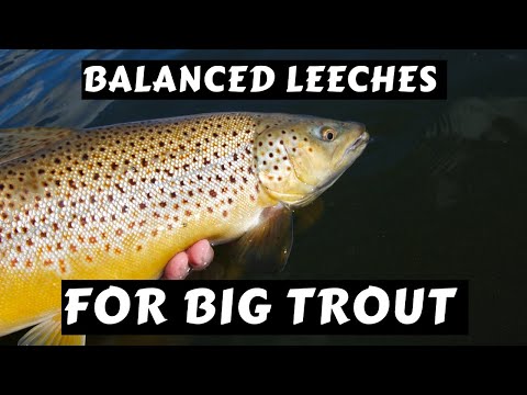 How to Use Balanced Leeches for Big Trout