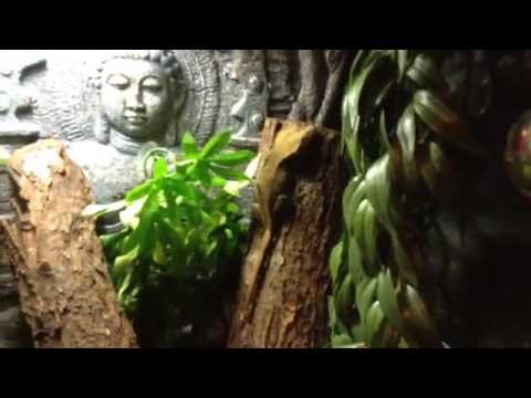 download lagu mp3 mp4 Reproduction Gecko A Crete, download lagu Reproduction Gecko A Crete gratis, unduh video klip Reproduction Gecko A Crete