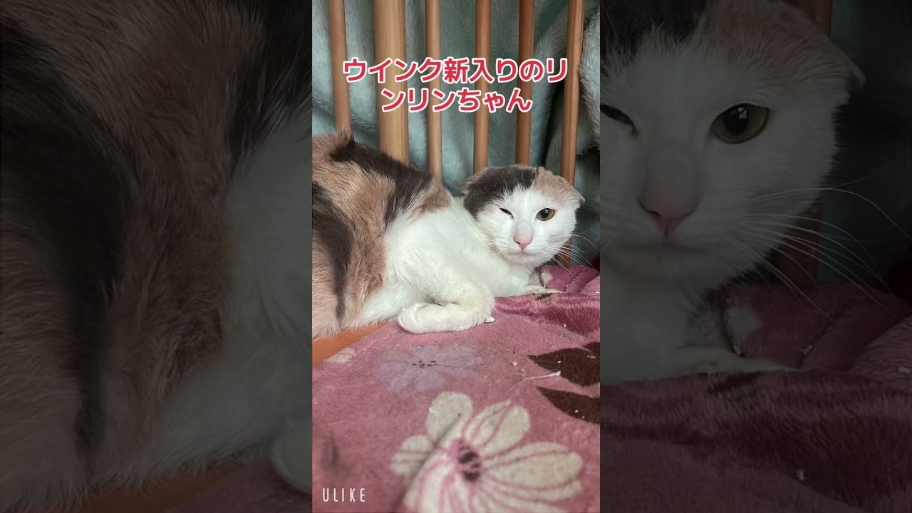 まだまだ慣れないけど頑張ろうね　　　　　　　　#毎日が譲渡会                   #猫のいる暮らし             #里親募集
