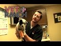 Tiny Puppy Has A Big Problem