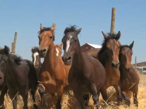 Canción Chile Lindo